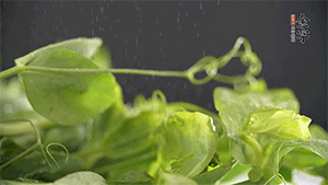 豌豆尖洗凈，切斷備用。