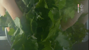 【面皮】1.鍋中水開時，放挑揀好的艾草和一撮小蘇打，第一遍煮開后倒掉，重新加水大火煮開后，小火煮1小時。煮爛的艾草用紗布瀝干。