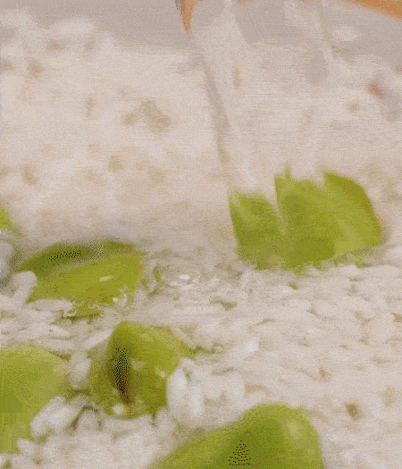 鍋底抹油，將淘洗干凈的大米，加蠶豆、清水，蓋蓋中火煮。